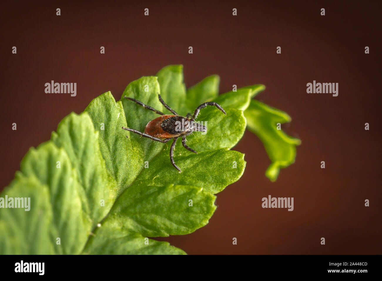 Female of the tick sitting on a leaf, brown background. A common European parasite attacking also humans. Stock Photo