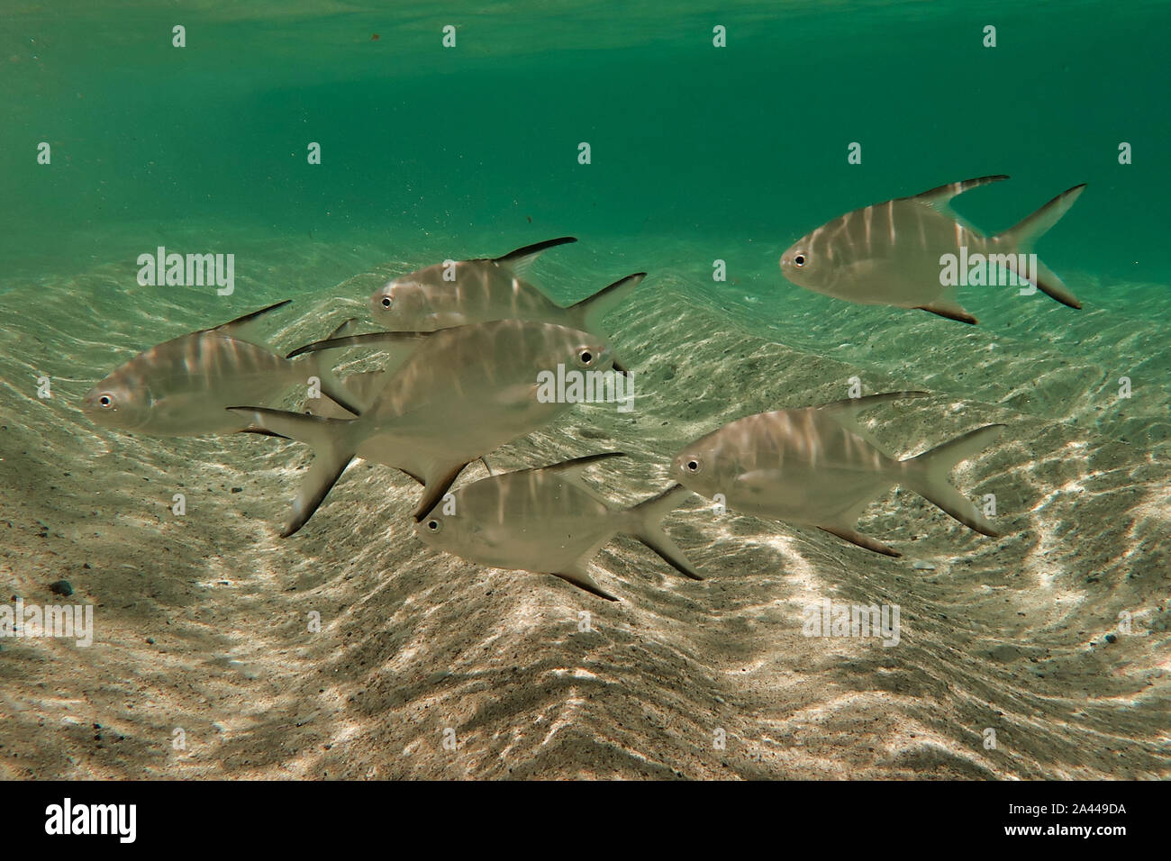 playful fish in shallow water Stock Photo Alamy