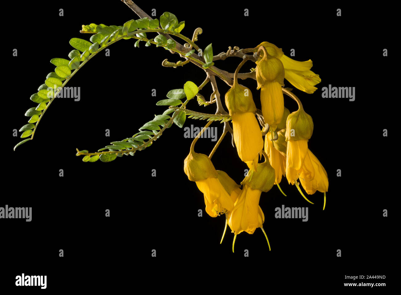 Cluster of yellow flowers and leaves of the Kowhai tree, a native of New Zealand, against a black background. Stock Photo