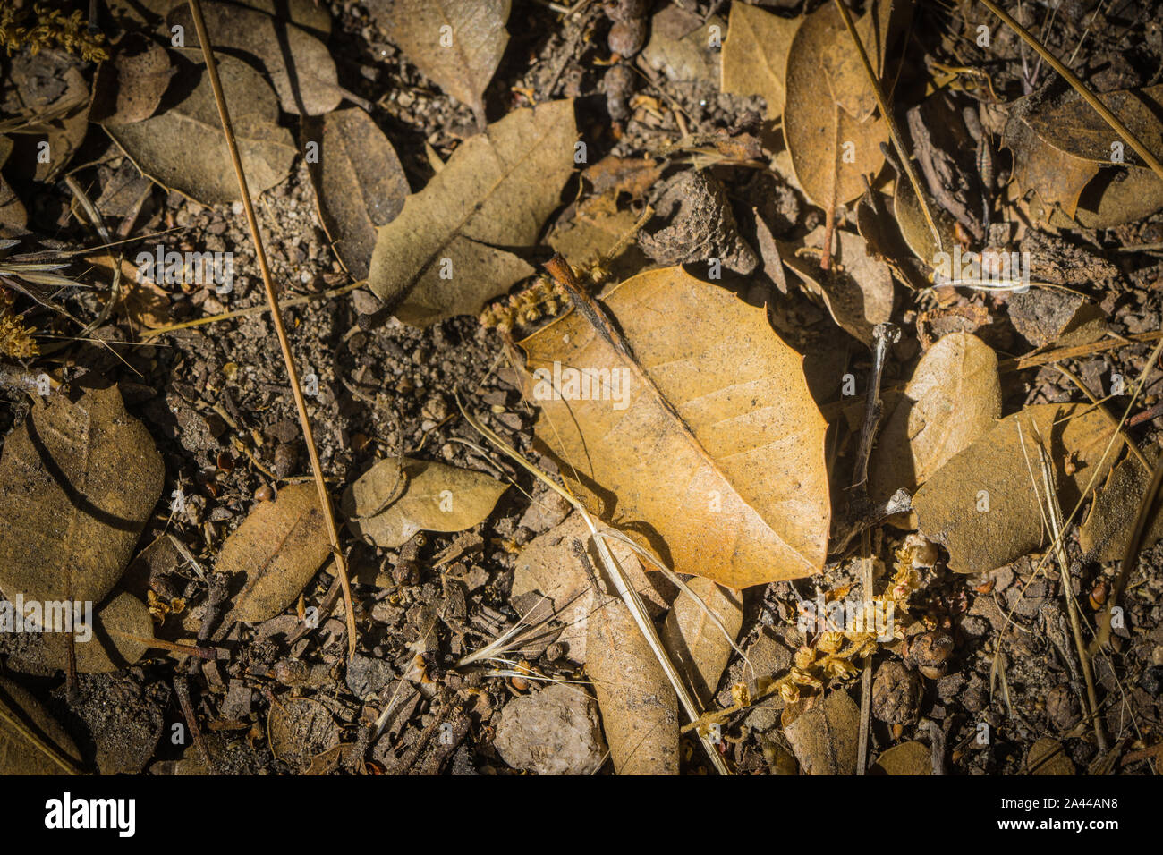 Scattered leaves lay in the dirt of a forest woodland in American southwest. Stock Photo