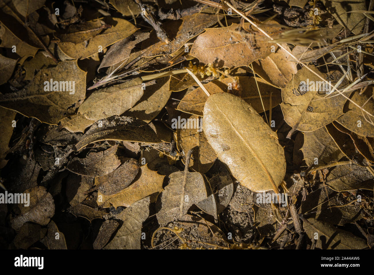 Leaves scattered across the forest floor in hills of southern California wilderness. Stock Photo