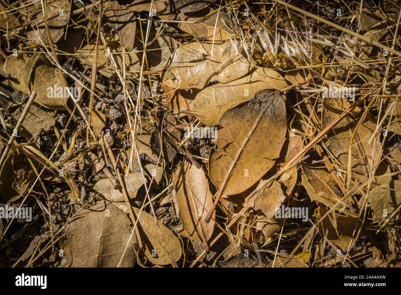 Brown leaves lay where they fell on the forest floor of southern California. Stock Photo