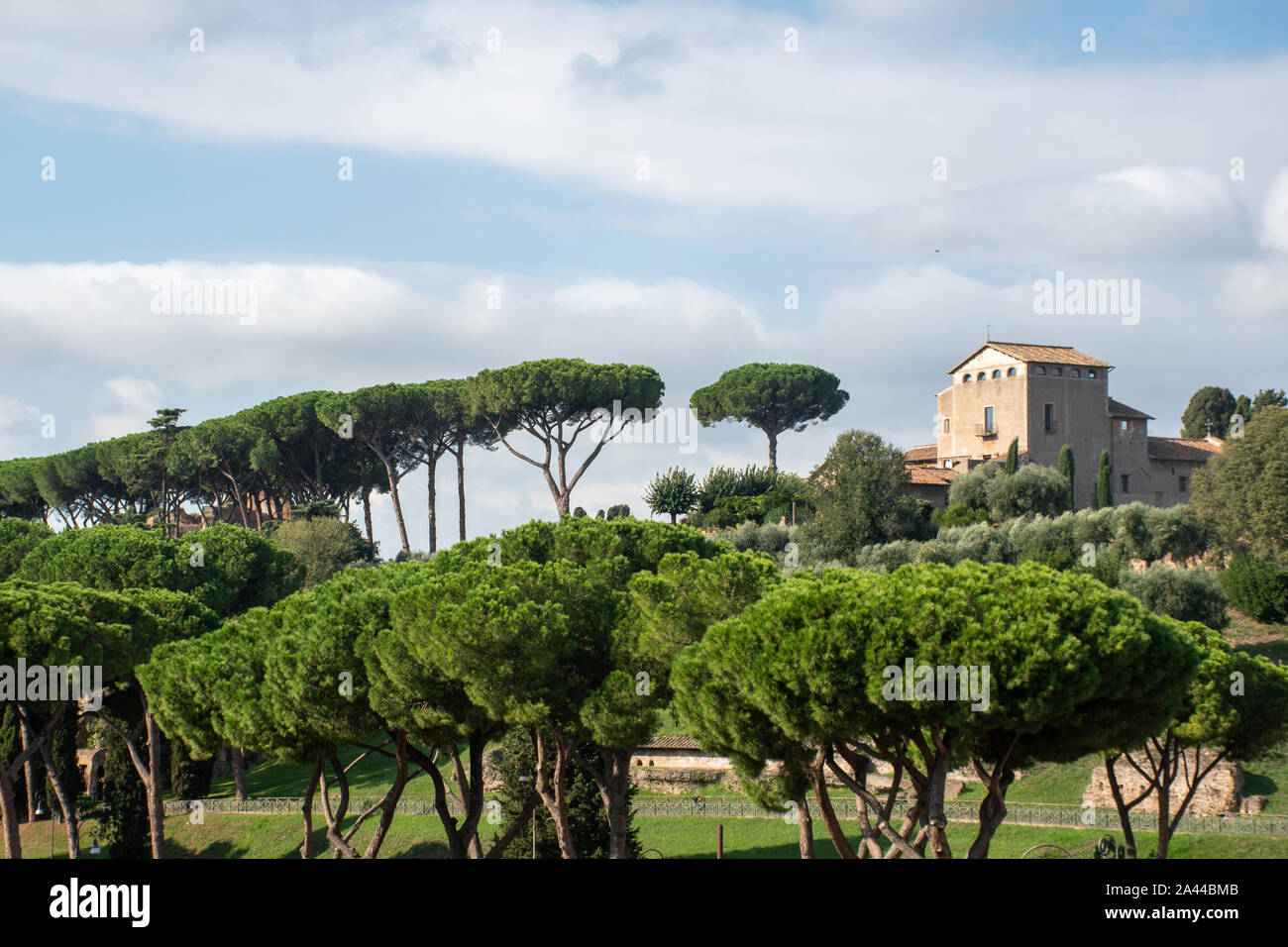 Palatine Hill Rome with Umbrella pine trees in foreground and buiding behind Stock Photo