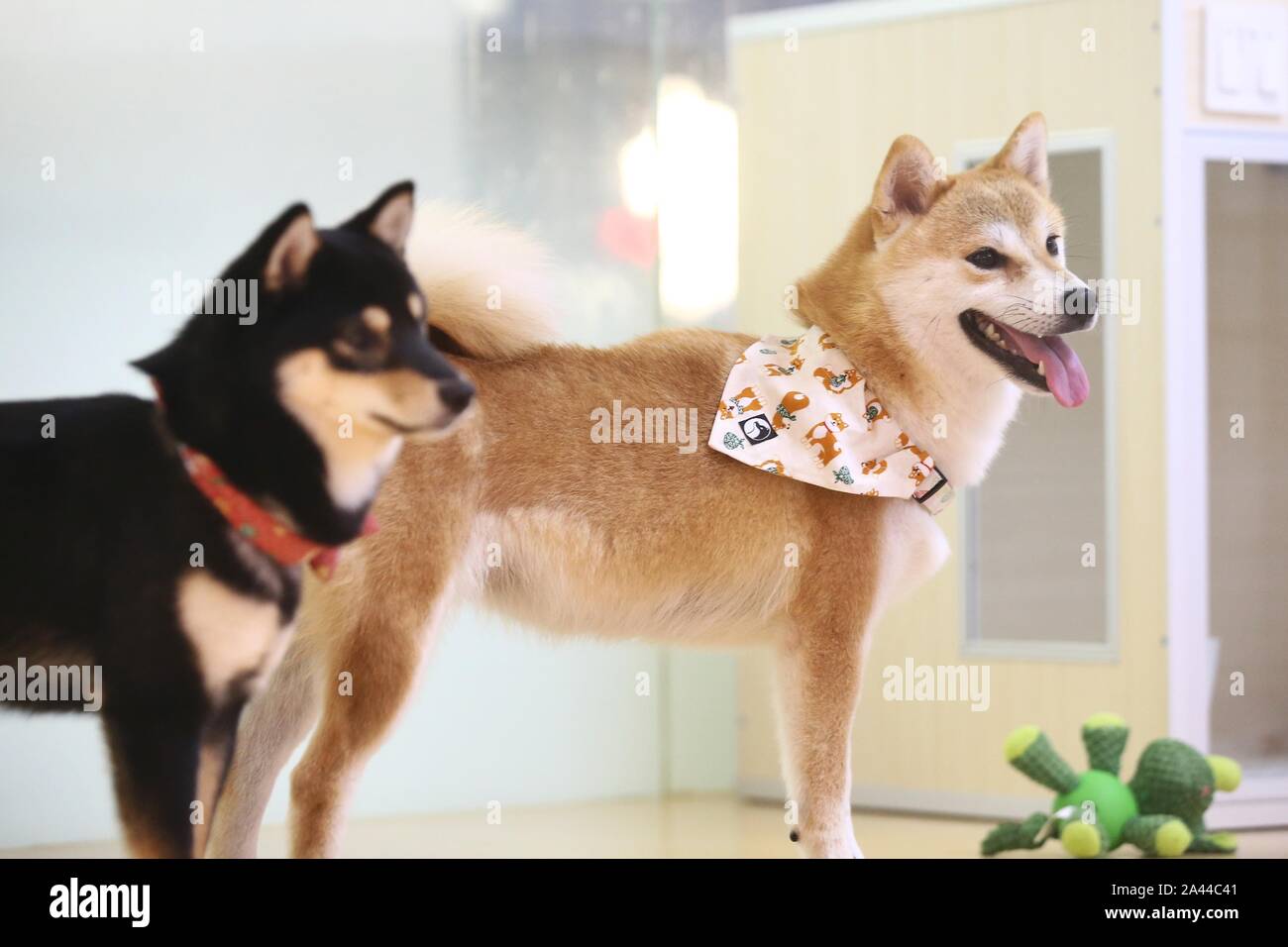 china inu