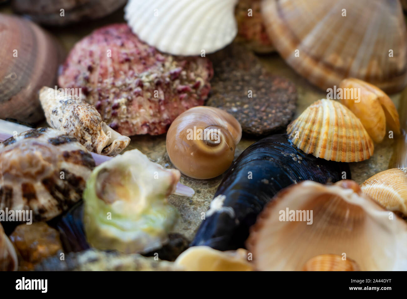 Composition With Shells Sea shells composition. From Aegean Sea Stock Photo - Alamy