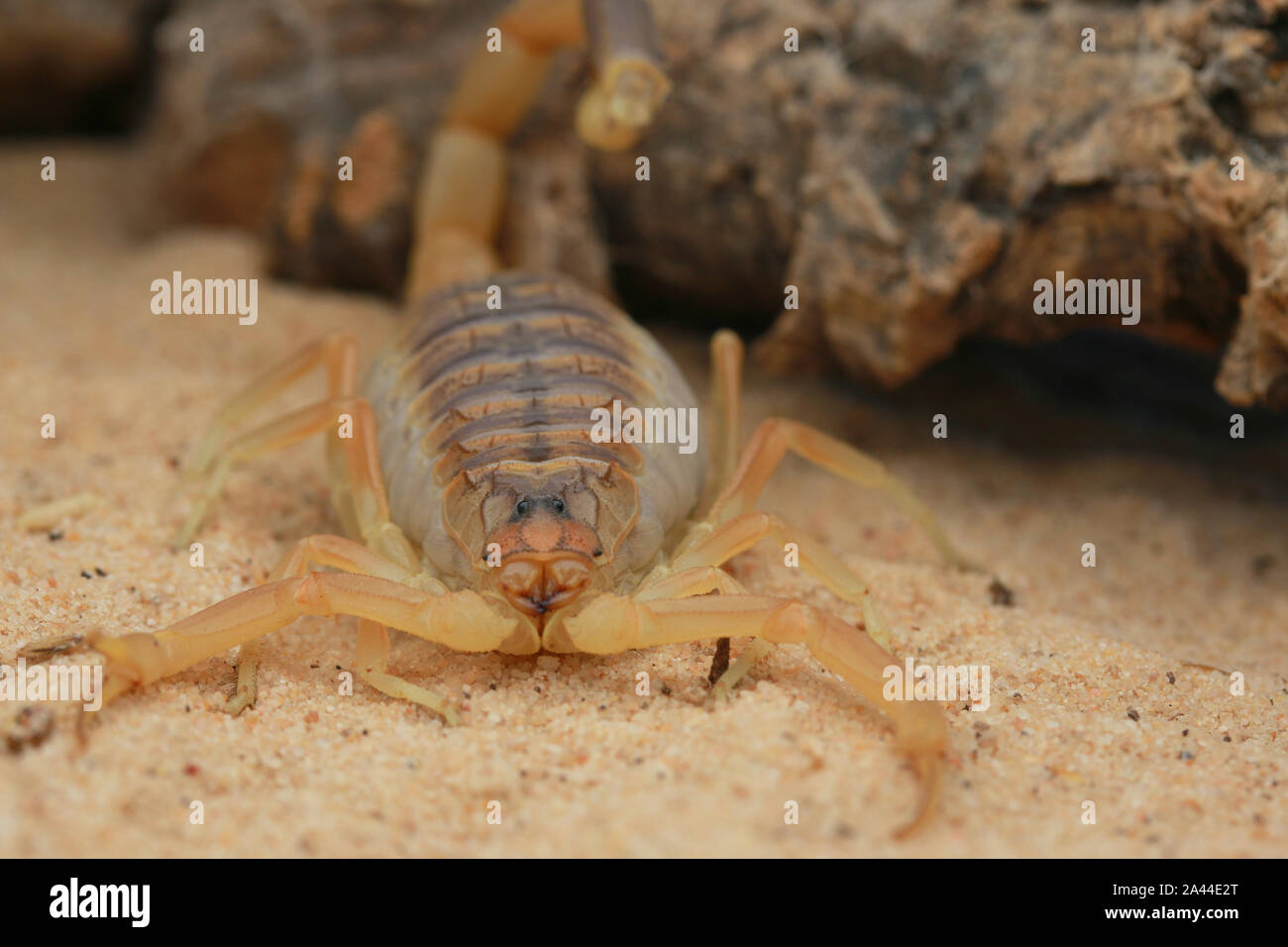 Palestine yellow scorpion hires stock photography and images Alamy