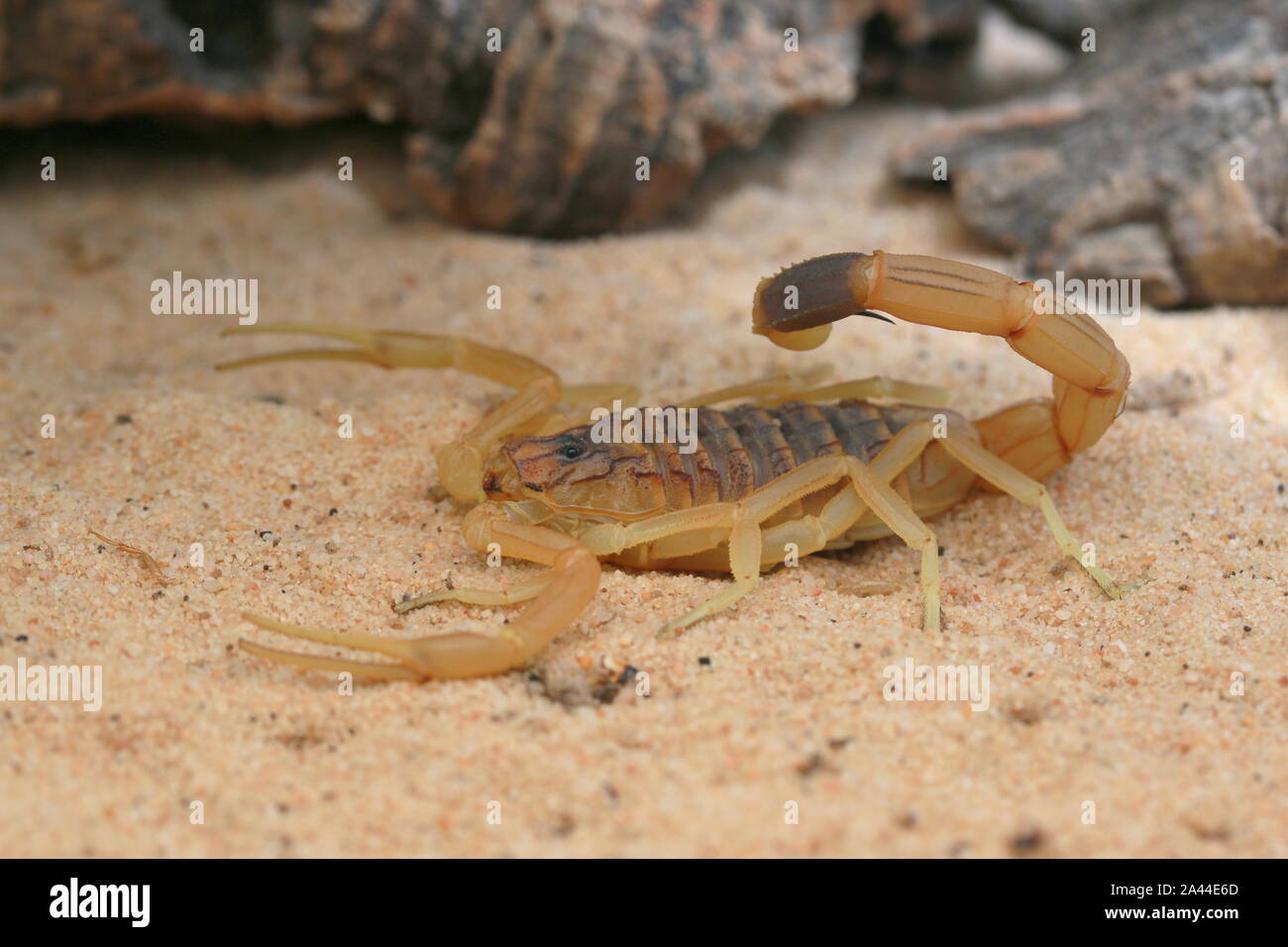 Palestine yellow scorpion hires stock photography and images Alamy