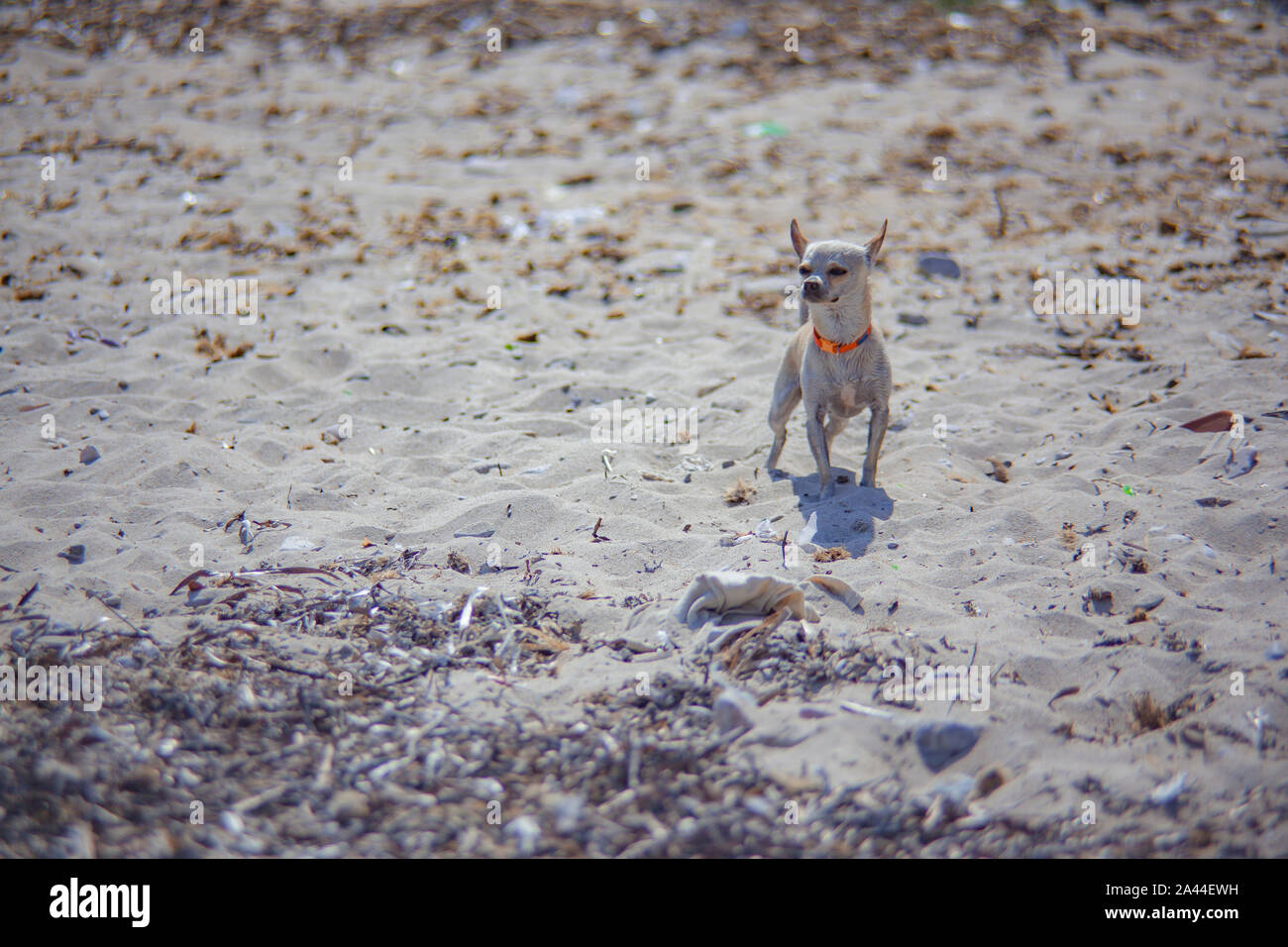 Chihuahua dog at the beach Stock Photo Alamy