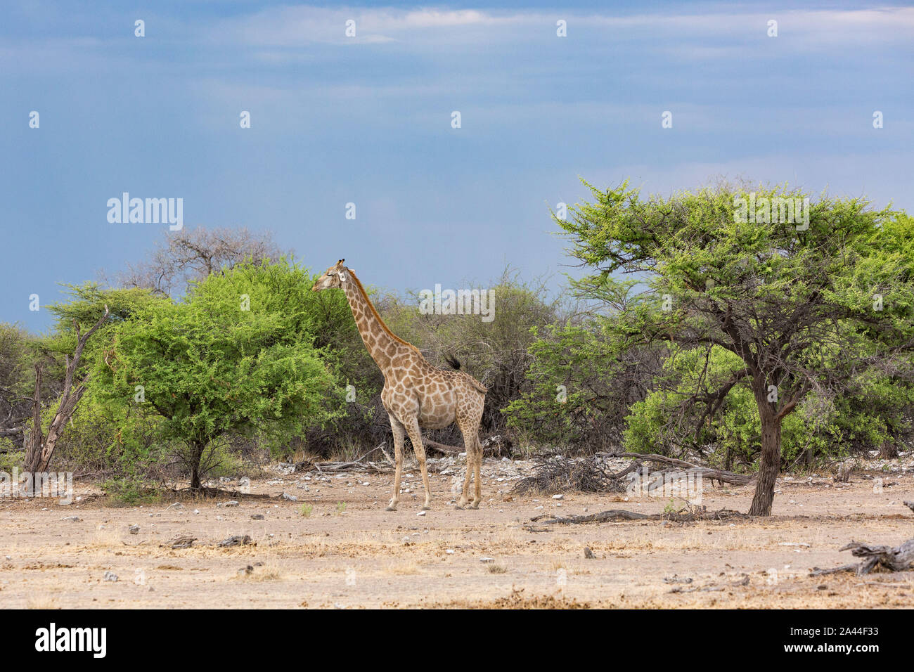 A giraffe enjoying delicious leaves, Etosha, Namibia, Africa Stock Photo