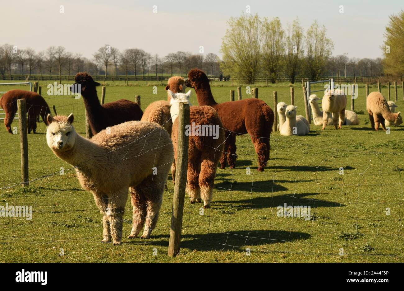 Alpacas in The Netherlands Stock Photo