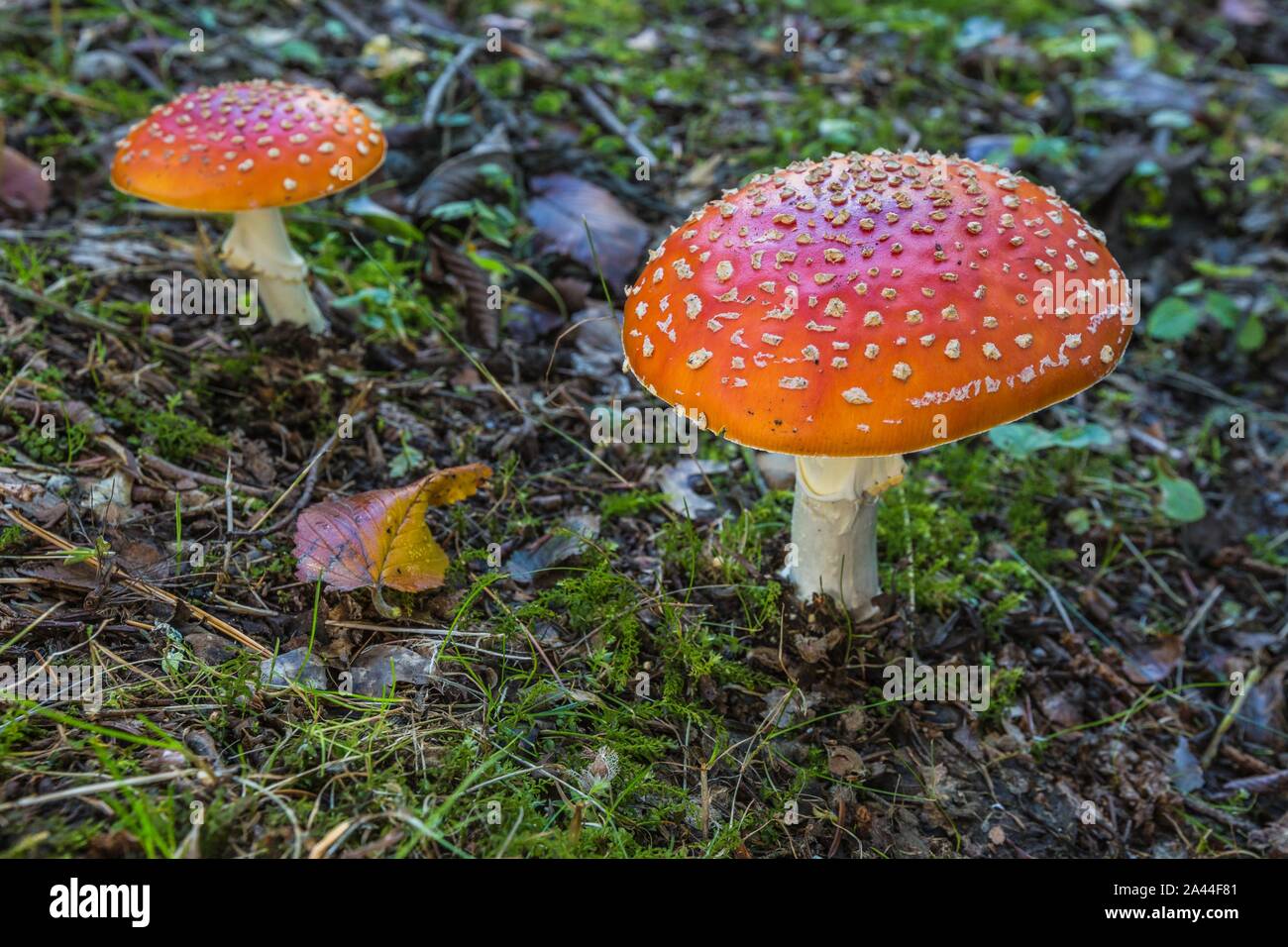 Two red fly agaric mushrooms with white-spotted caps growing in a forest on a sunny autumn day. Green grass, moss and dry leaves on ground. Stock Photo