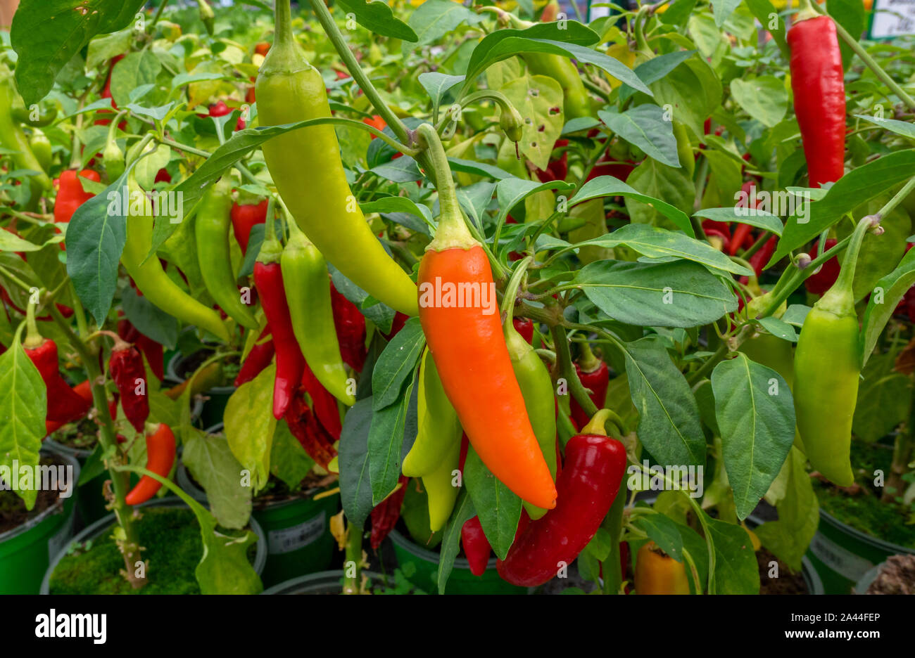 Chili Peppers (Capsicum annuum) in a nursery, Bussolengo, Italy