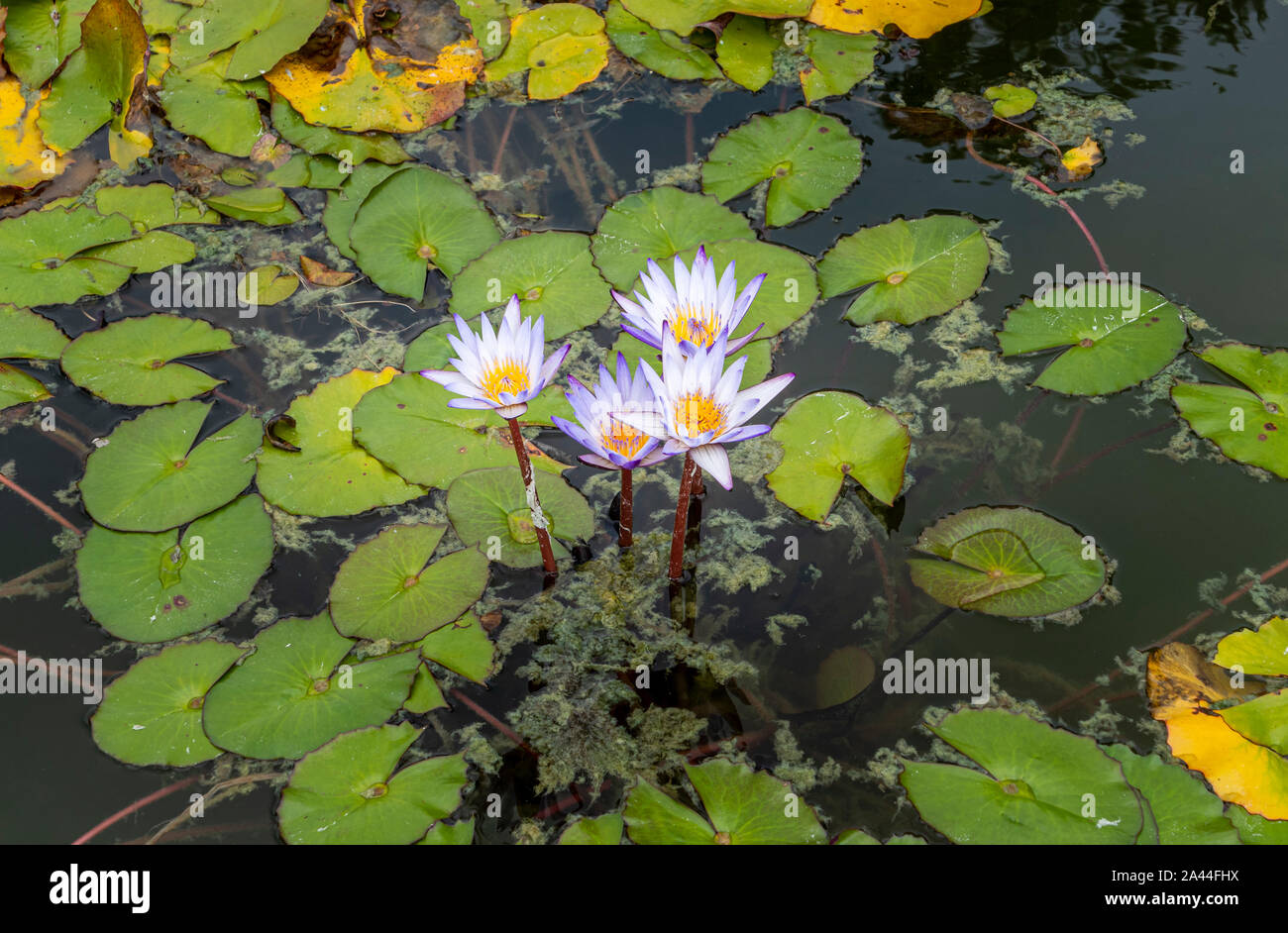 Cape blue water lily nymphaea capensis hi-res stock photography