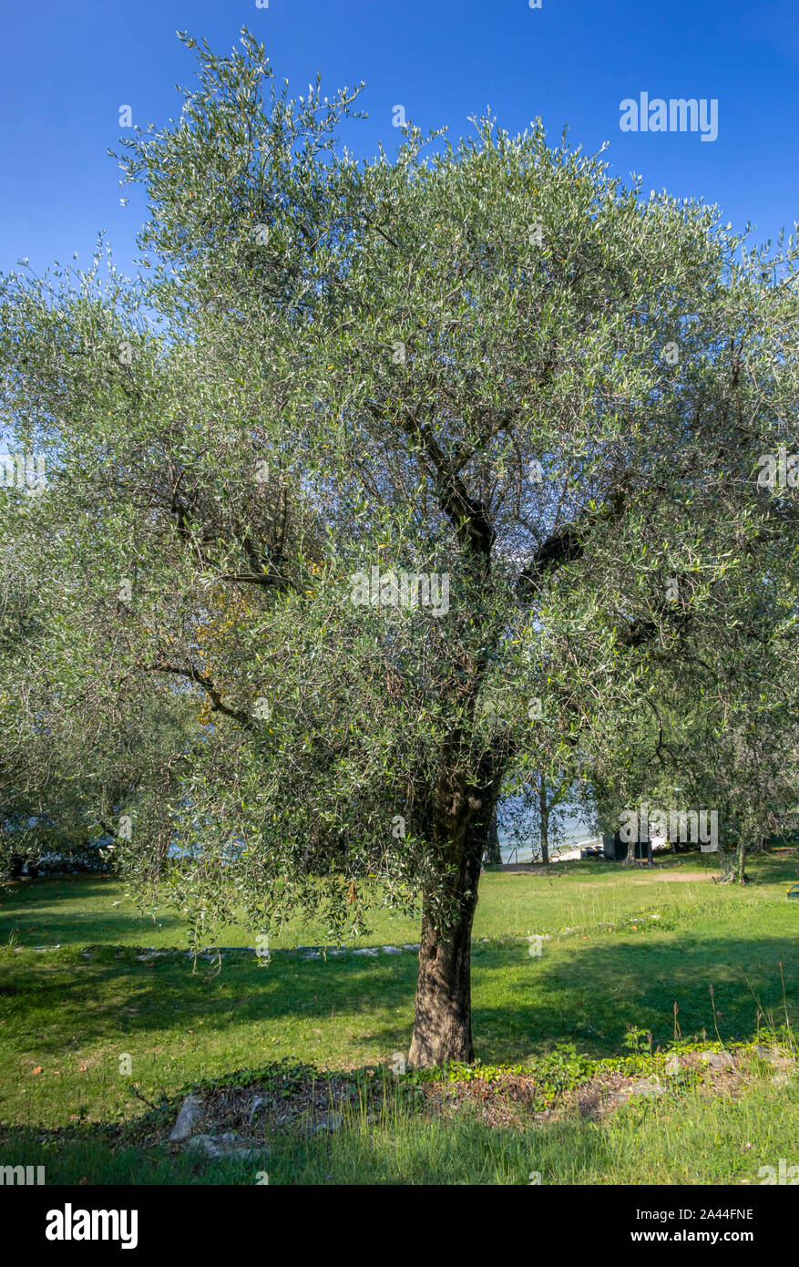 Olive Tree (Olea europaea), Punta San Vigilio, Lake Garda, Veneto, Italy, Europe Stock Photo