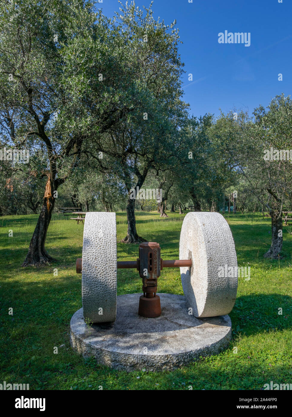 Oil mill, stone millstones in an olive grove, olive trees (Olea