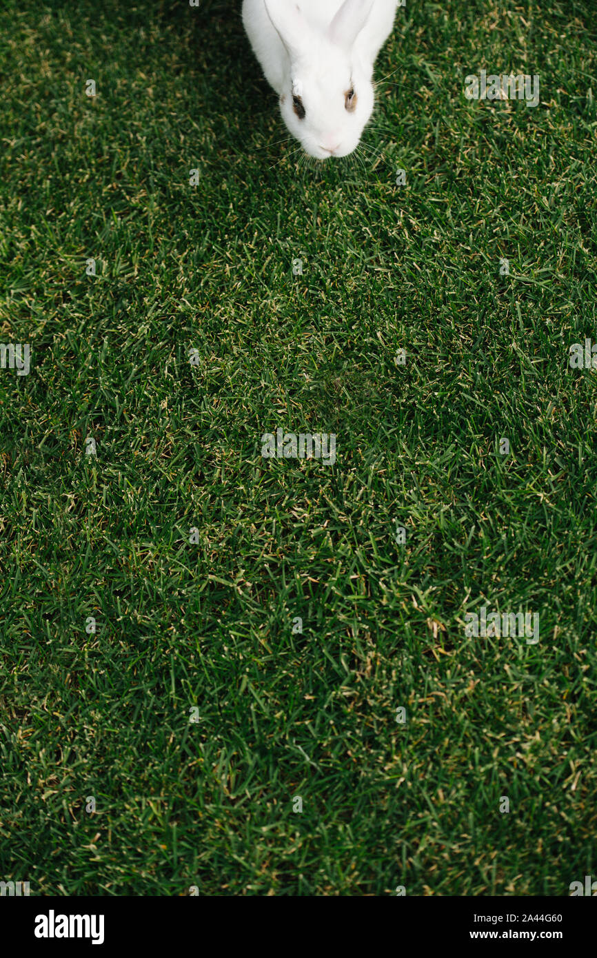 White furry bunny rabbit on a green lawn gets ready for a run Stock ...