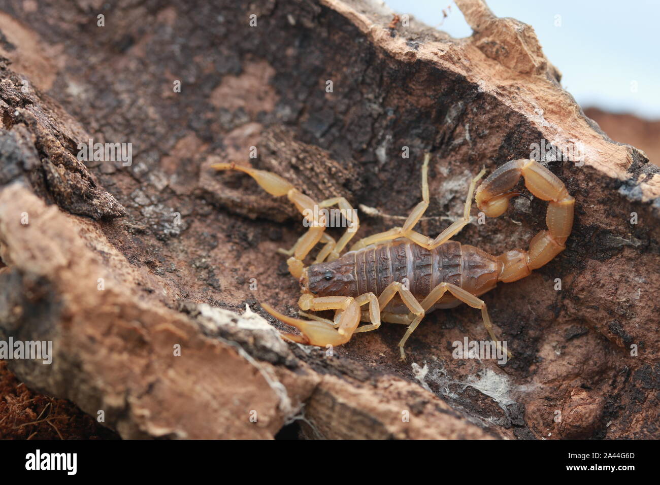 Chinese Scorpion (Buthus martensii) Stock Photo