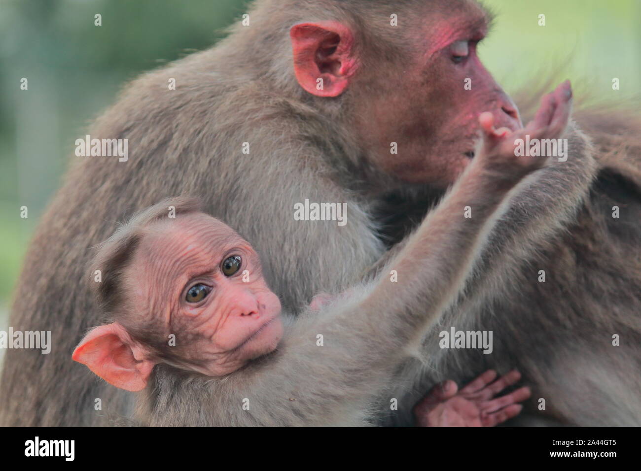 Bonnet macaque (Macaca radiata) baby and mother in Bandipur National Park in Karnataka in India Stock Photo