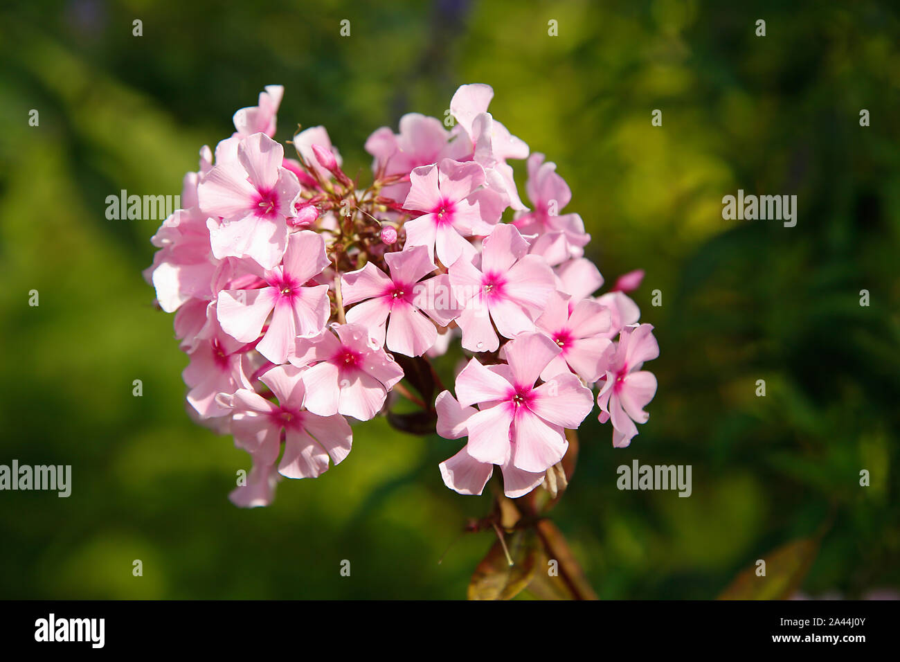 Little pink Phlox flowers.Texture or background Stock Photo