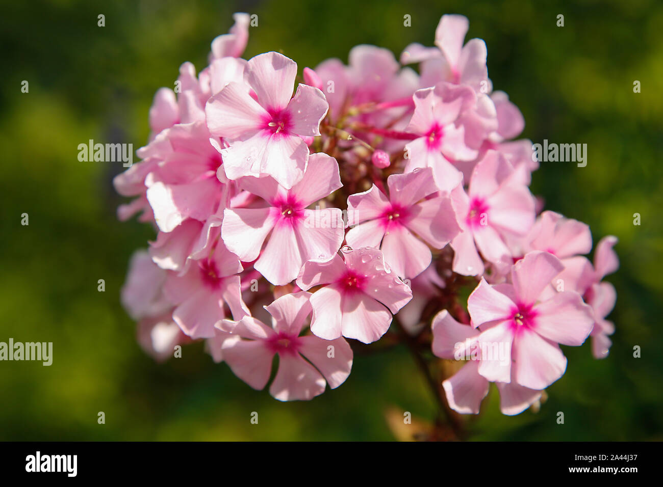Summer blooming pink Phlox.Texture or background Stock Photo