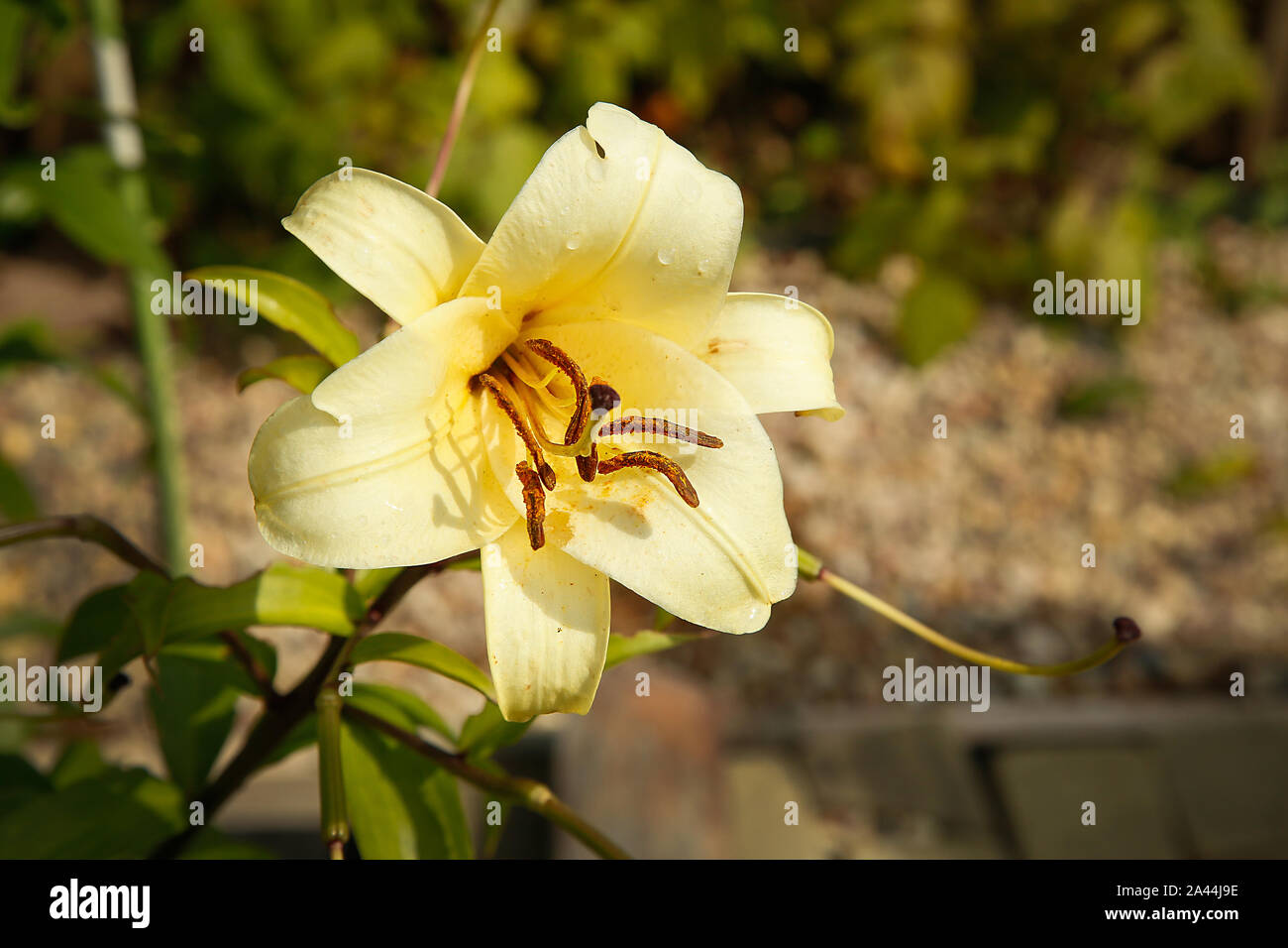 In the garden in the summer bloomed yellow Lily closeup .Texture or background Stock Photo