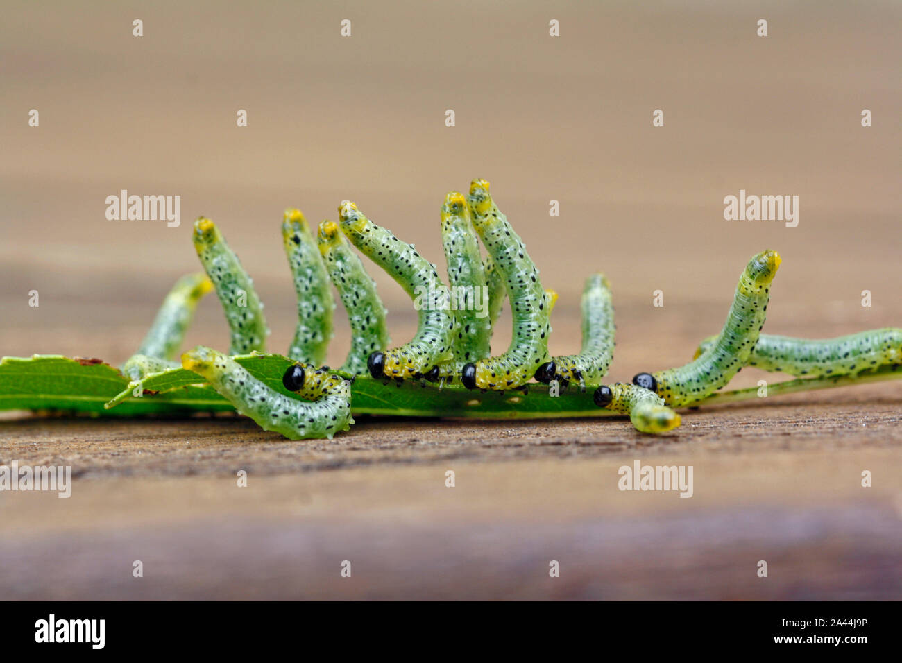 group of caterpillars eat leave on brown wooden background Stock Photo