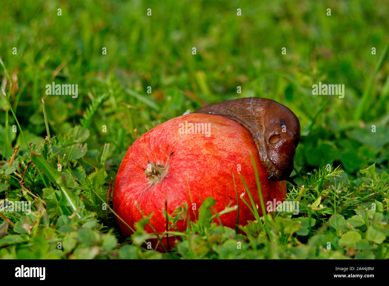 slug crawling on a red apple on green meadow, copy space Stock Photo