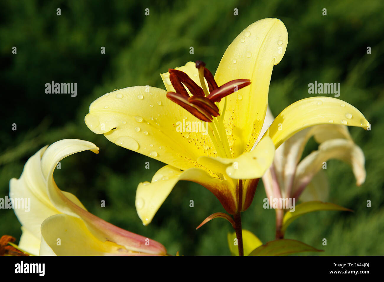 A yellow Lily Bud bloomed in the Park close-up .Texture or background Stock Photo