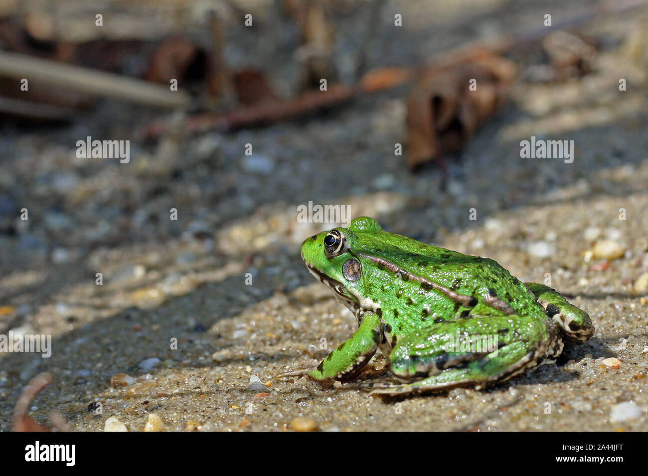 green frog on sandy ground near the water, copy space Stock Photo