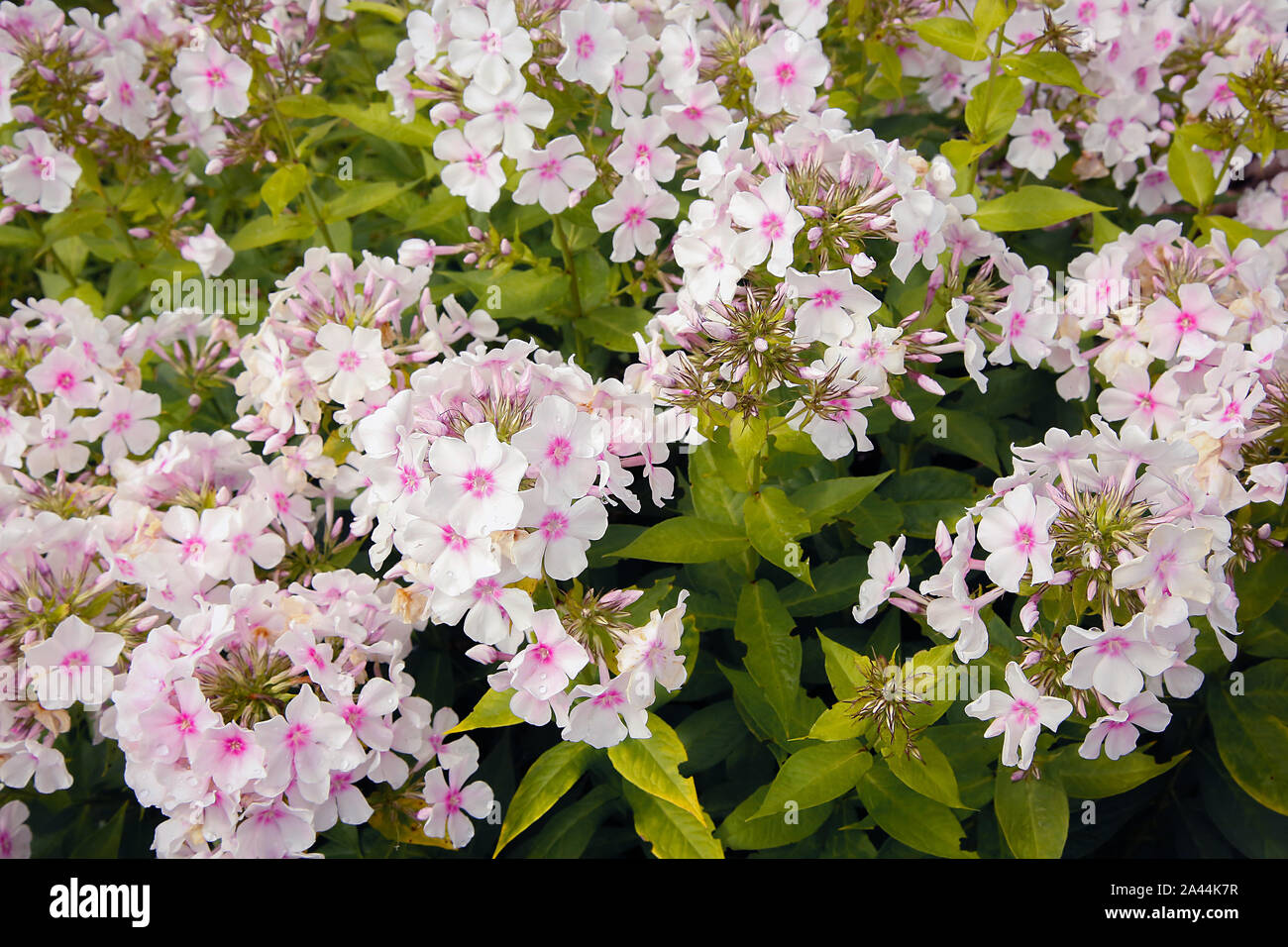 In the garden bloomed pink Phlox .Texture or background Stock Photo