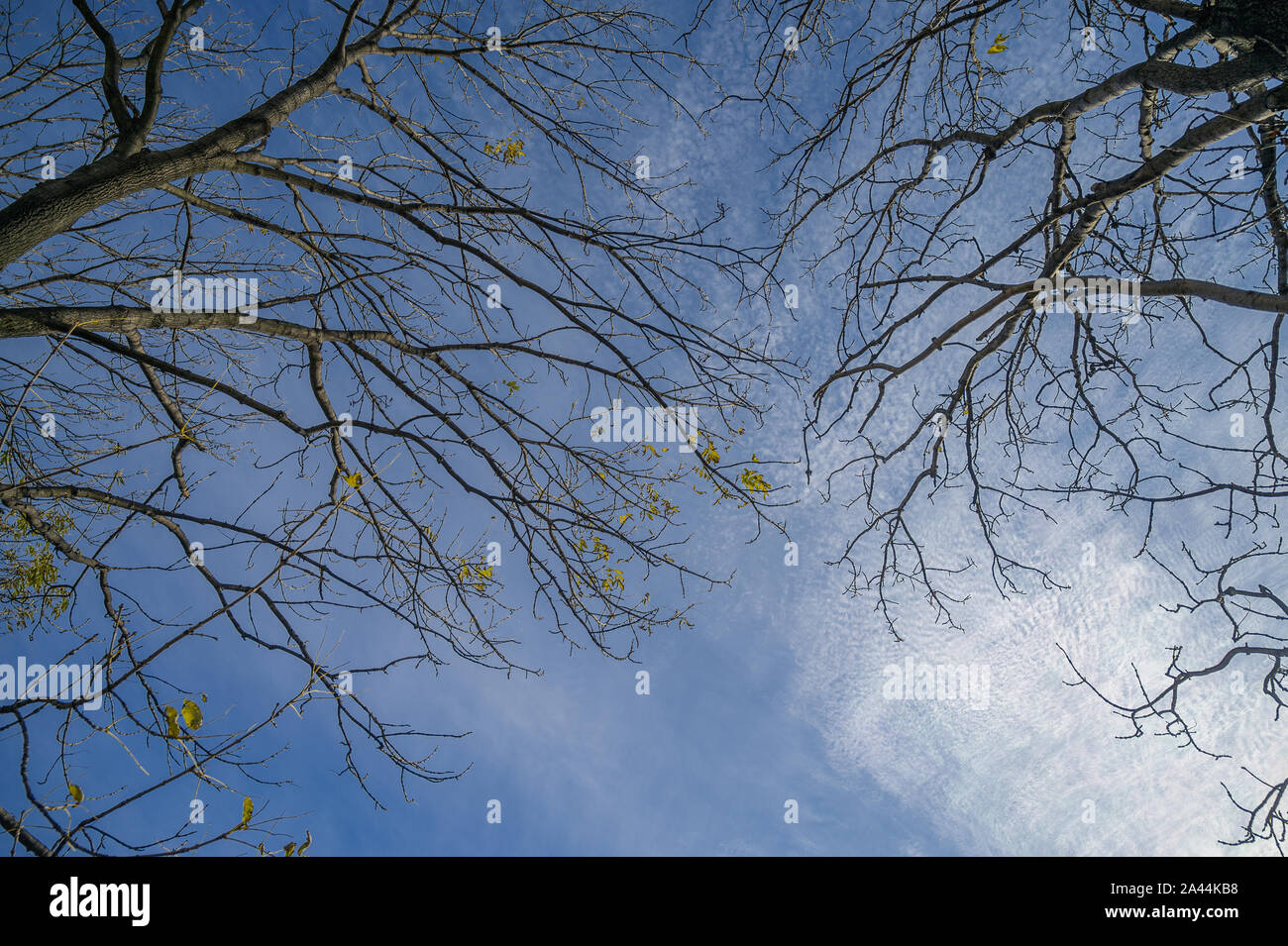 Tree branch silhouette over blue sky background Stock Photo - Alamy