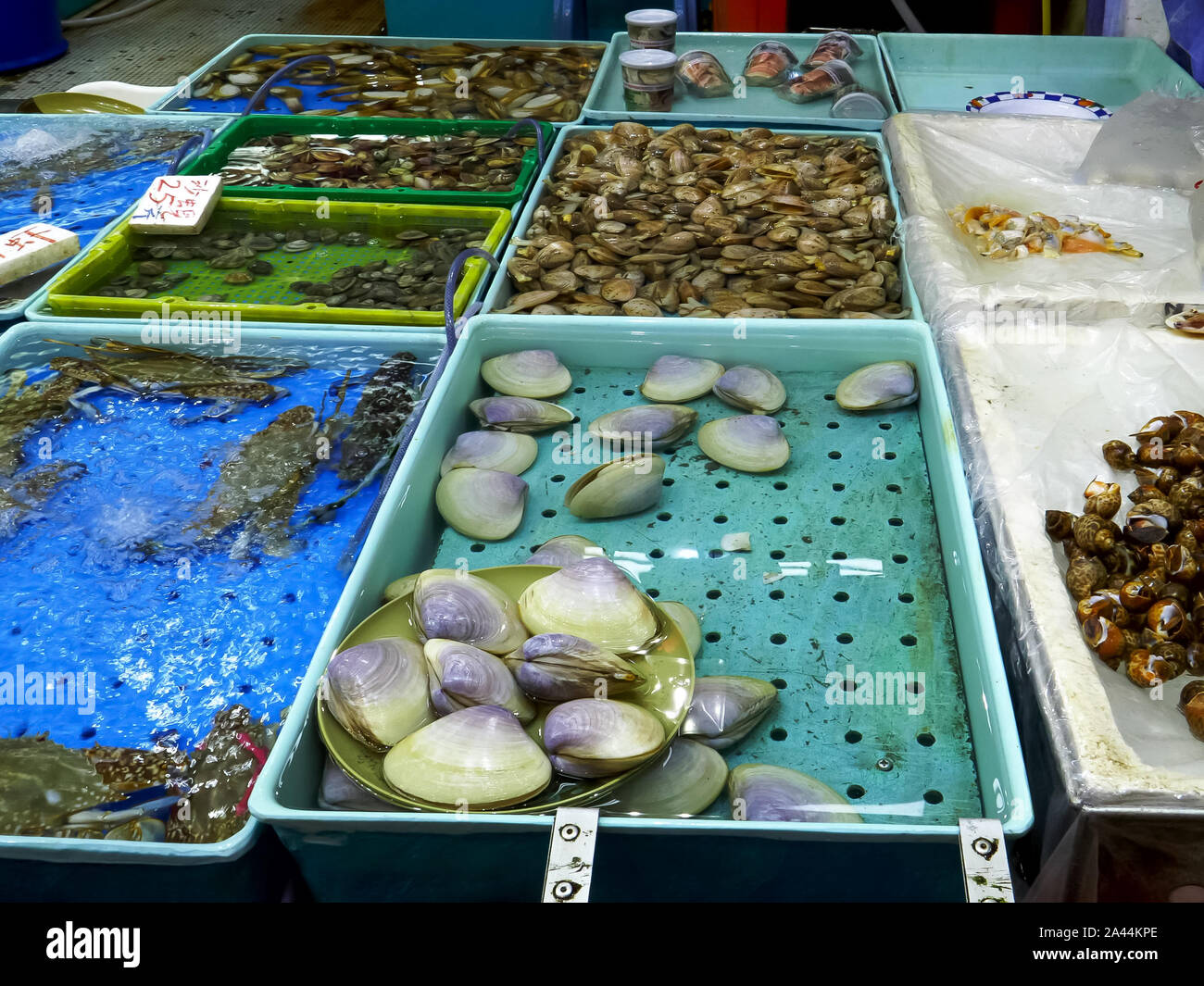 live clams for sale at chun yueng market Stock Photo Alamy