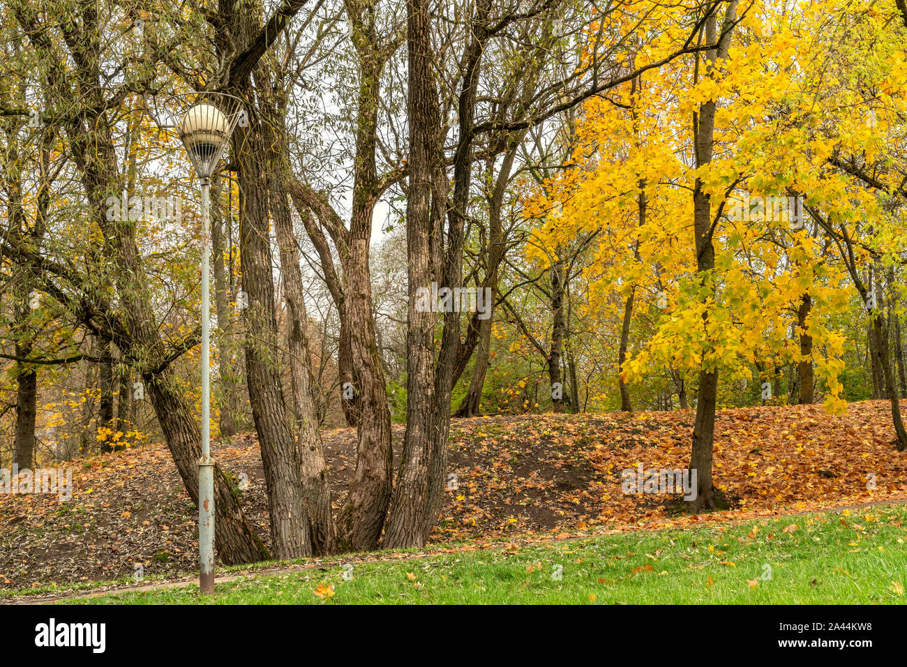 Colorful Autumn Trees and Old Lamp Post in a Park. Walkway with autumn ...