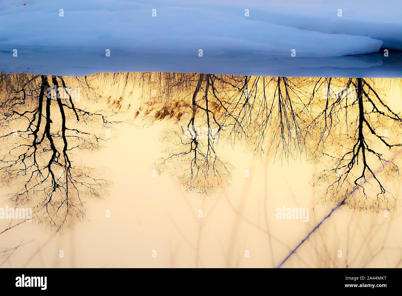 Tree reflections in a frozen river. Lazovsky Reserve. Sikhote Alin. Primorsky Kray. Russia, Asia Stock Photo