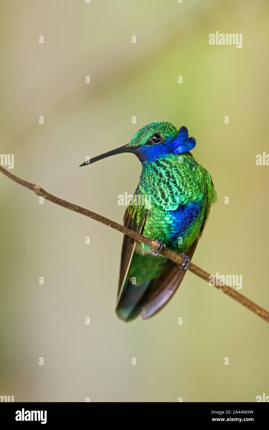 Sparkling Violet-ear - Colibri coruscans, beautiful green hummingbird with blue ears from Andean slopes of South America, Wild Sumaco, Ecuador. Stock Photo