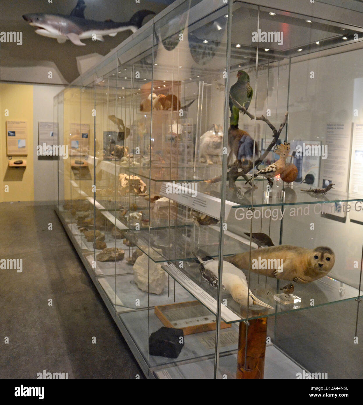 Geology and Climate Gallery, displaying coastal wildlife and rocks, inside the Natural History Museum, Colchester, UK Stock Photo