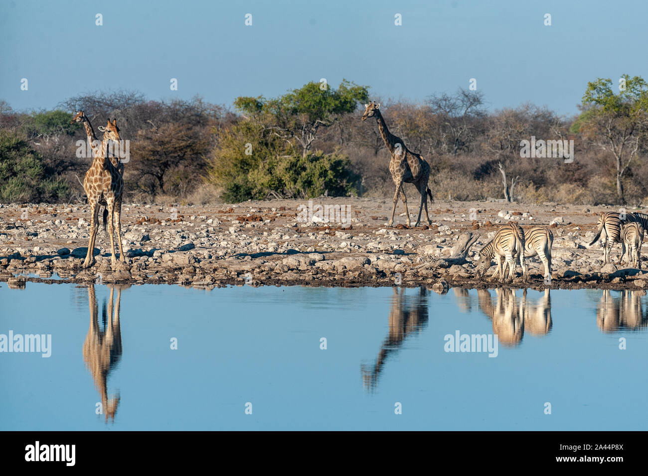 A group of Angolan Giraffe - Giraffa giraffa angolensis- and Burchells zebra -Equus quagga- burchellii)drinking from a waterhole, while being reflected in the surface of the water. Etosha National Park, Namibia. Stock Photo