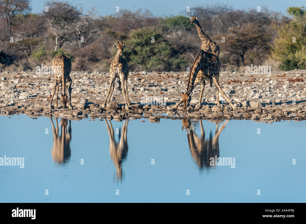 A group of Angolan Giraffe - Giraffa giraffa angolensis- drinking from a waterhole, while being reflected in the surface of the water. Etosha National Park, Namibia. Stock Photo