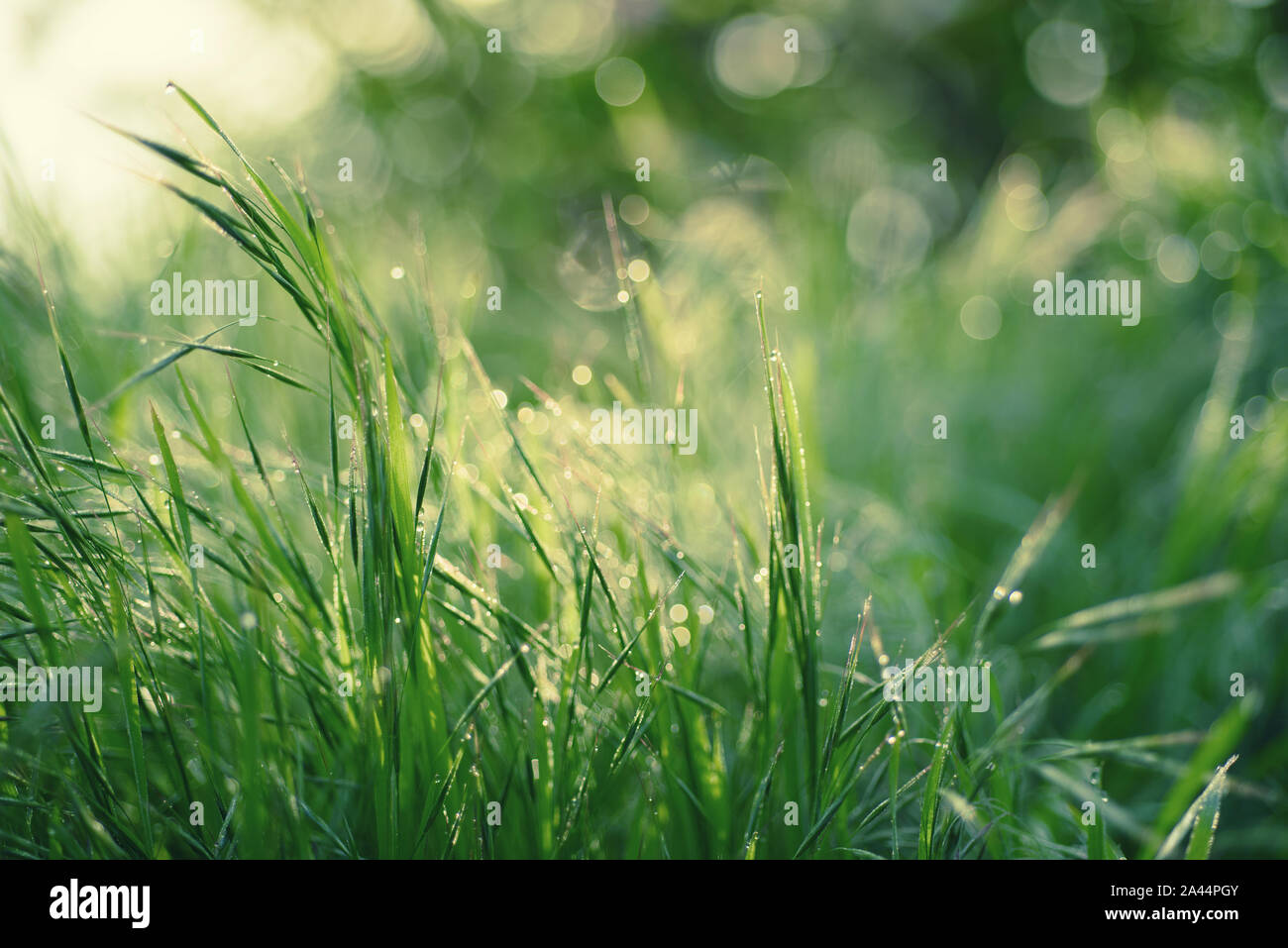 Natural abstract soft green defocused vintage background with grass and light spots. Spring easter backdrop with copy space Stock Photo