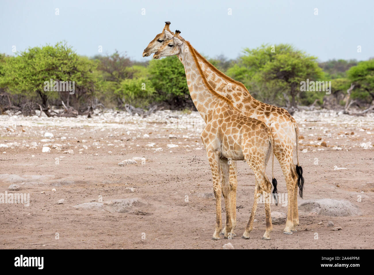 Cute giraffes standing close together, Etosha, Namibia, Africa Stock Photo