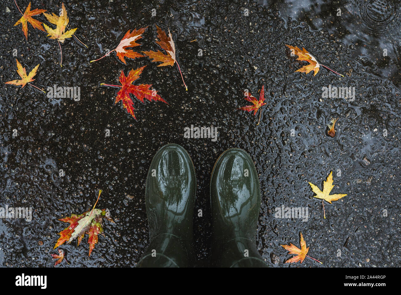 Feet in olive green rubber boots standing in a puddle with fallen ...