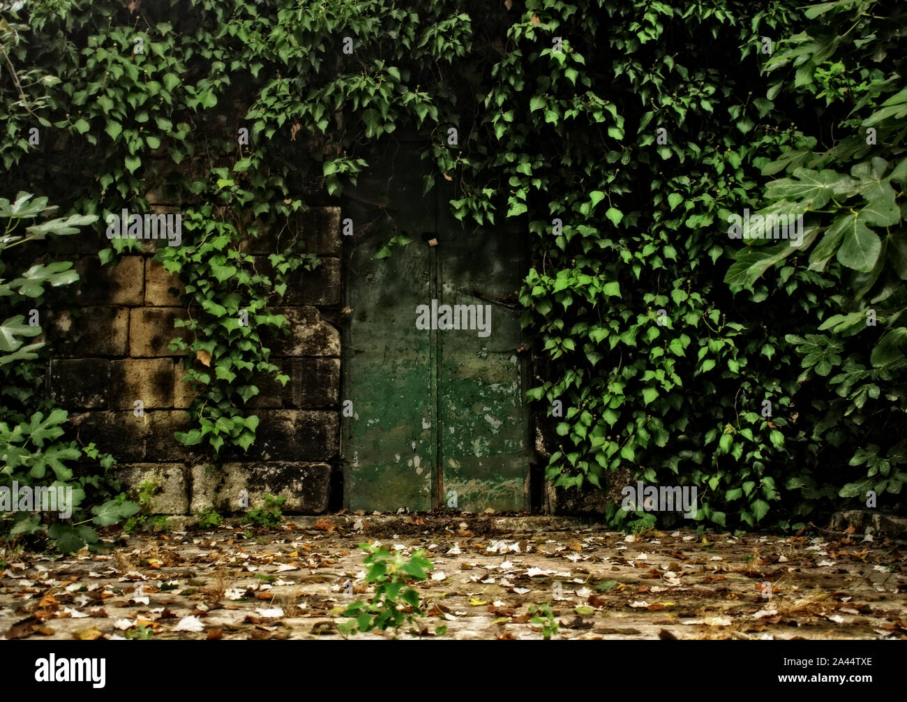 A green door surrounded by nature. Stock Photo