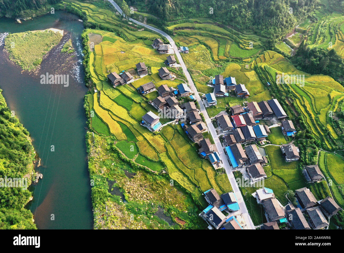 Aerial view of the hybrid rice field and houses in Congjiang county ...