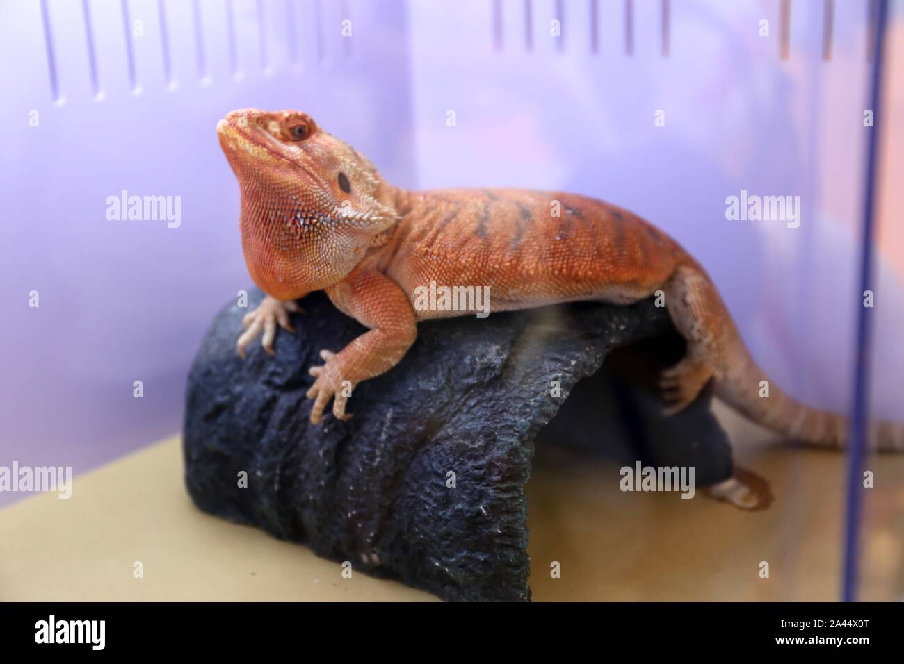 Lizards are displayed as exotic pet at Pet Fair Asia 2019 in Shanghai ...