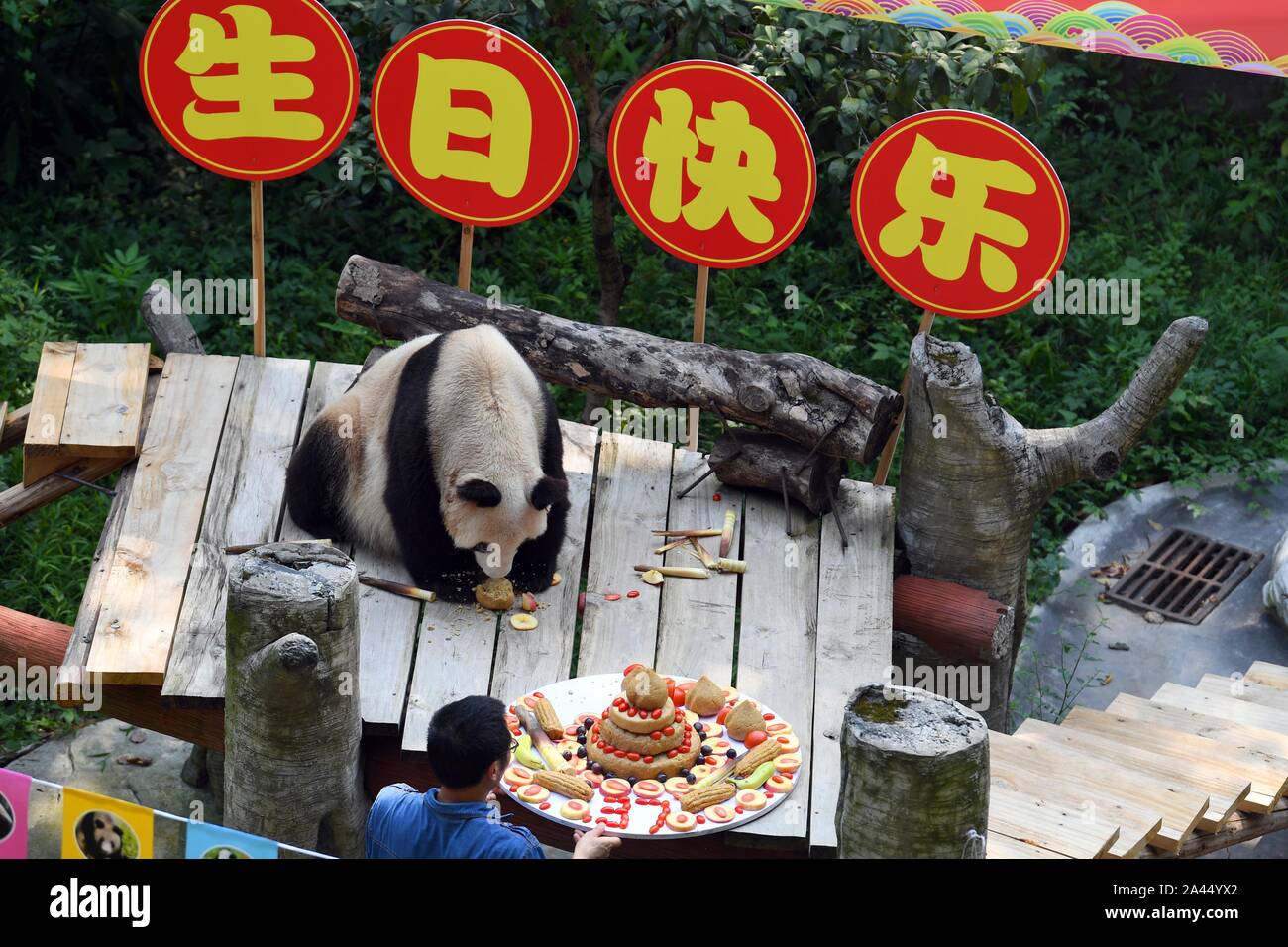 The giant panda Xin Xing eats her birthday cake made with fodder and fruits by tourists during her 37th birthday party at a zoo in Chongqing, China, 2 Stock Photo