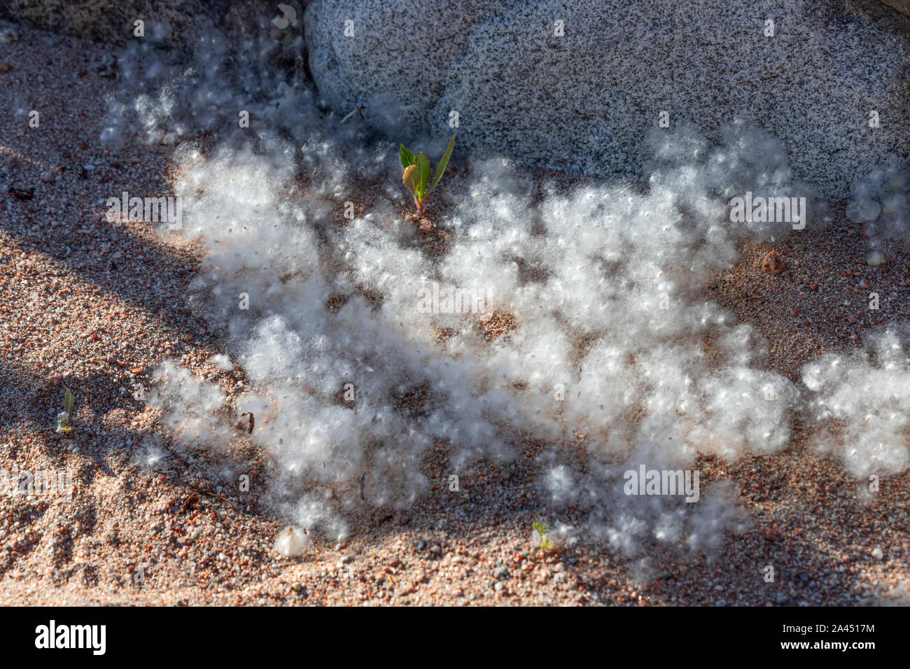 Poplar fluff with seeds and tree sprout on the sea sand. Kyrgyzstan Stock Photo