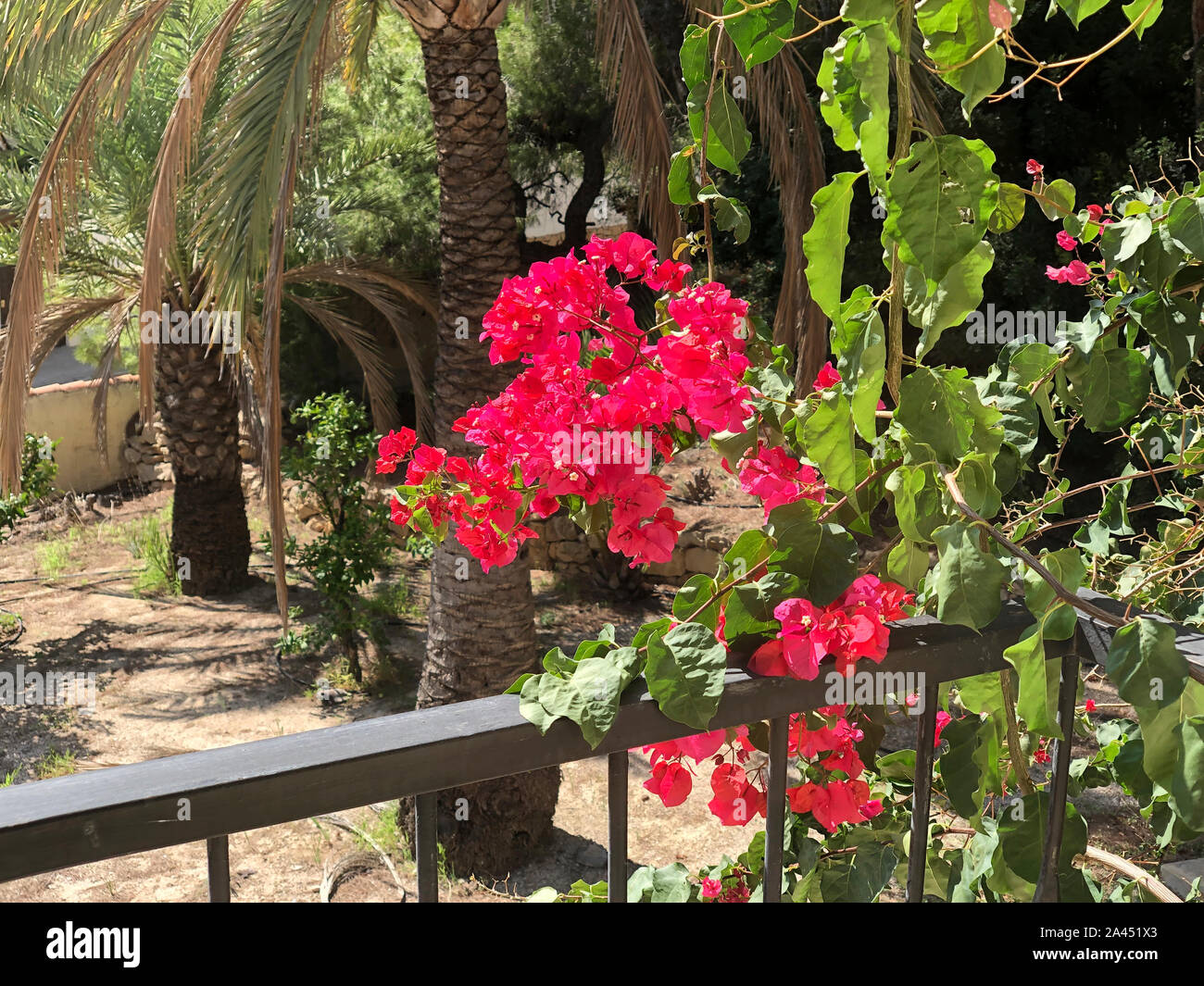 Bougainvillea flowers in a garden in Spain Stock Photo