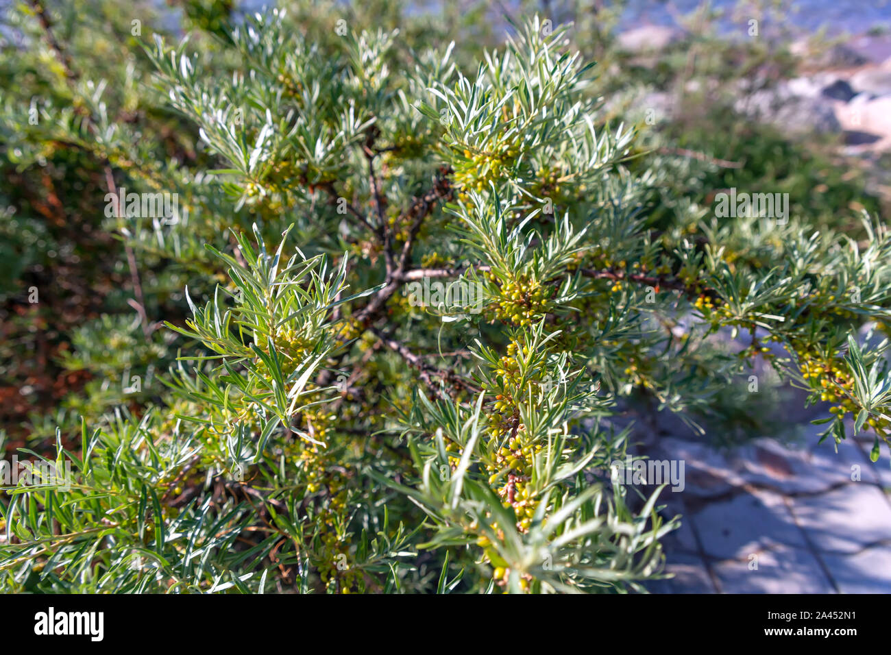 Sea-buckthorn bush with branches strewn with unripe fruits on Issyk-Kul Lake. Kyrgyzstan Stock Photo