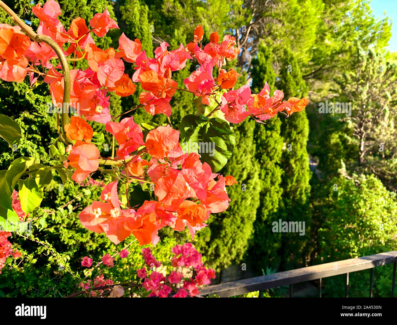 Bougainvillea flowers in a garden in Spain Stock Photo