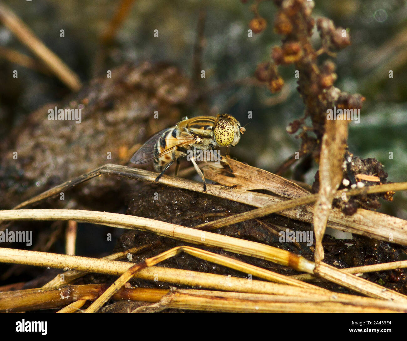 The distinctive marbled eyes of a Drone Fly are diagnostic of this bee mimic. Their rat-tailed maggots are found in stagnant water Stock Photo